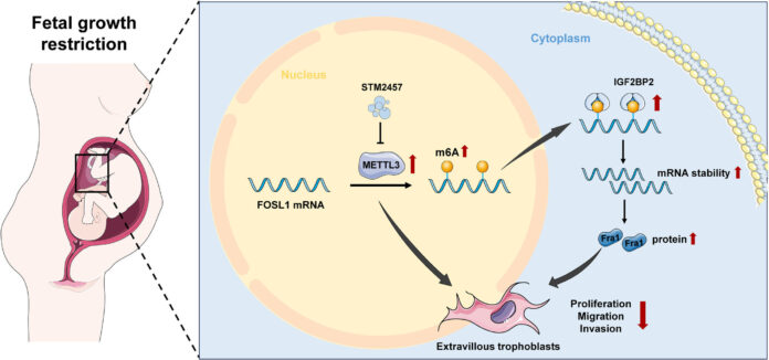 Potential-molecular-therapy-reverses-placental-development-issues-in-mice.jpg