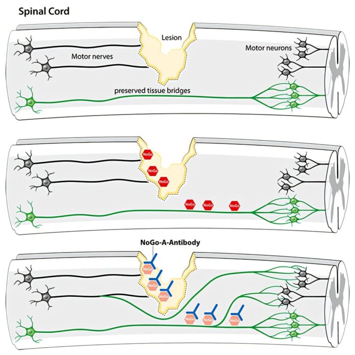 Antibody-leads-to-enhanced-motor-function-in-spinal-cord-injury.jpg