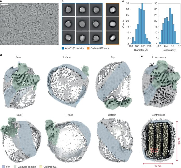 Protein-structure-at-the-heart-of-heart-disease-discovered.jpg