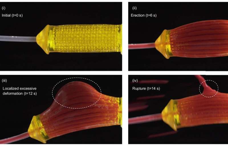 3D printed penis tissue restores erectile function of rabbits and pigs, helps reproduce