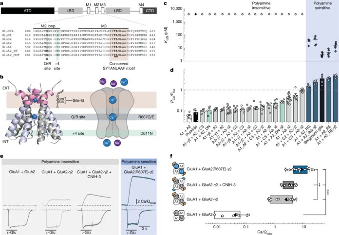 Breaking-binary-rules-for-GluA2-containing-AMPA-receptors-in-calcium-transport.jpg