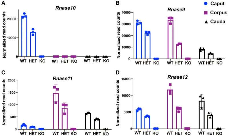 New study reveals four novel genes required for male fertility in mice