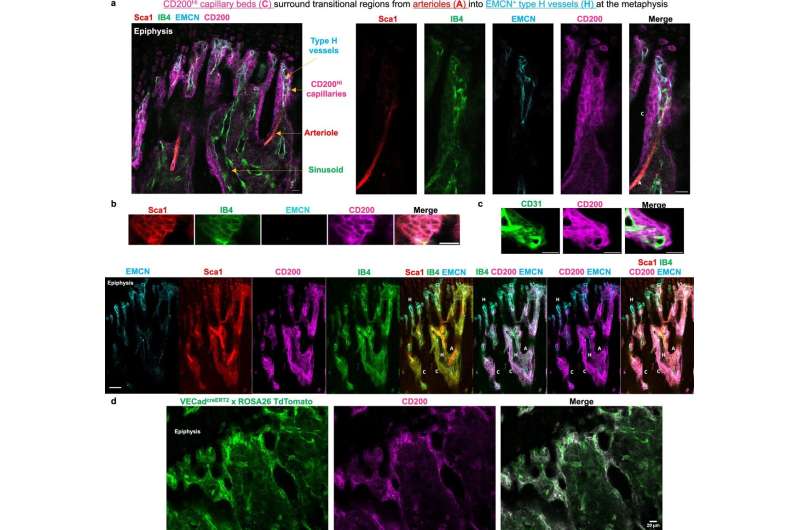 Specialized blood vessels and nitric oxide found to be key to stem cell survival and immune evasion