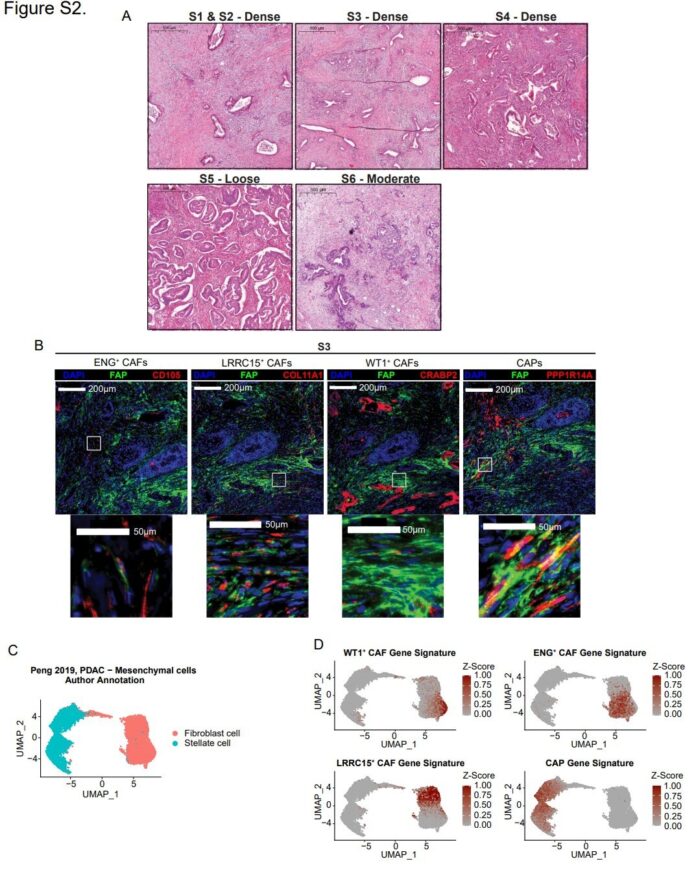 Newly-discovered-cells-in-connective-tissue-open-up-strategy-against.jpg