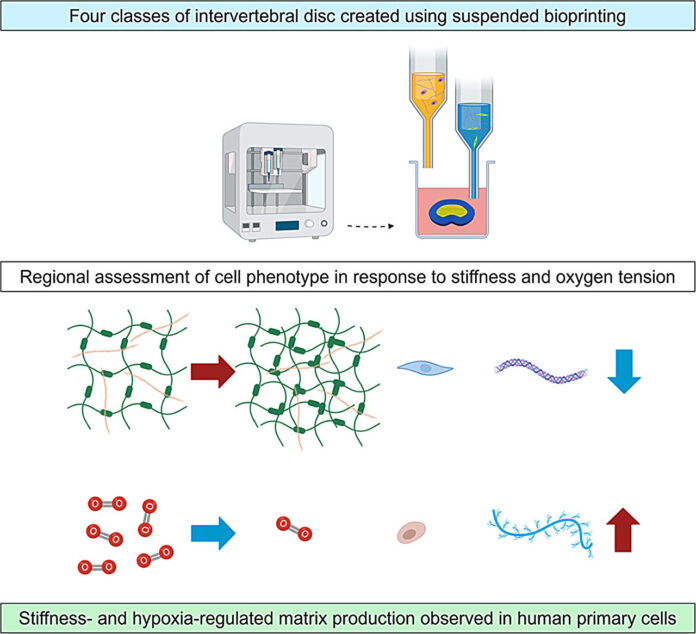 Functional-bioprinted-spinal-disks-offer-new-hope-for-understanding-and.jpg