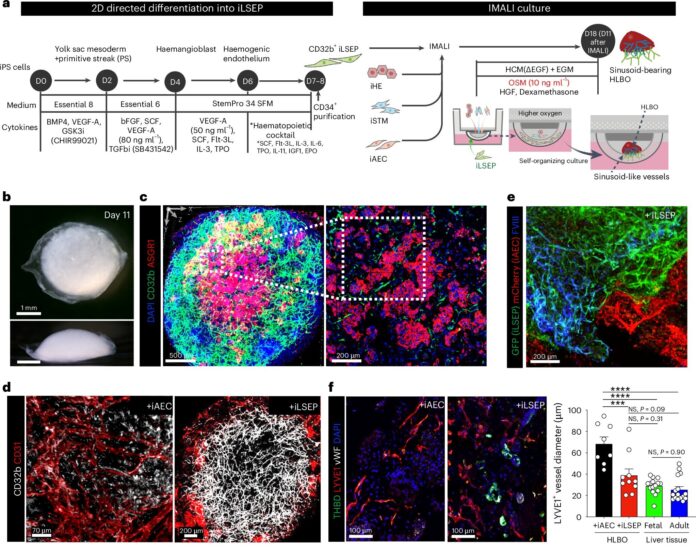 Liver-organoid-generates-organ-specific-blood-vessels-for-the-first-time.jpg