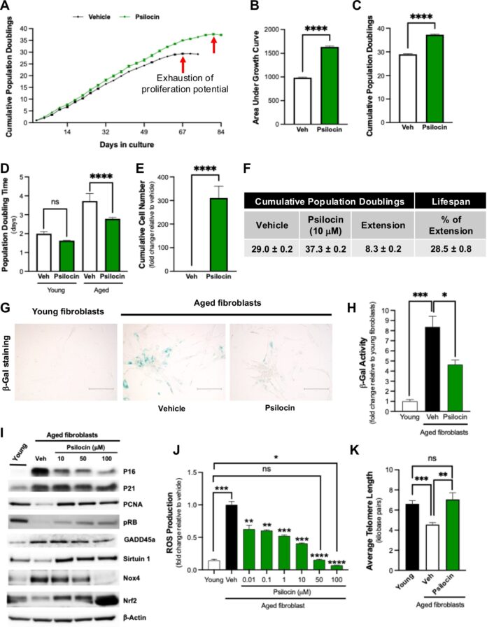 Can-psychedelic-mushrooms-turn-back-the-clock-Study-suggests-psilocybin.jpg