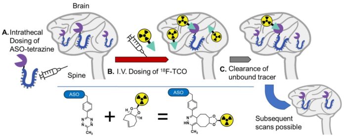 Click-chemistry-PET-imaging-tracks-antisense-drug-distribution-in-the.jpg
