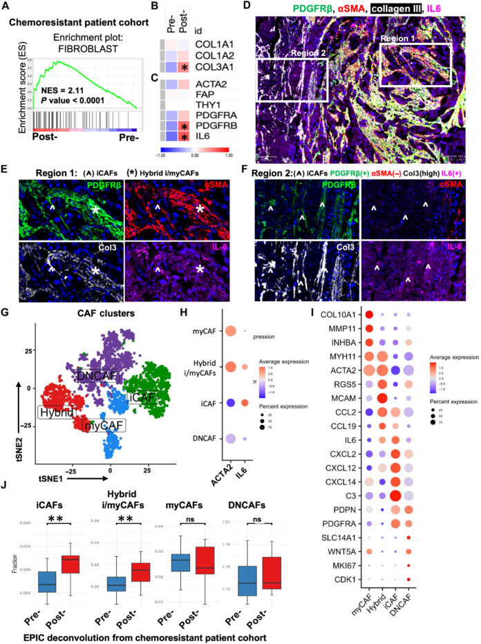 Fiery-cell-death-during-chemotherapy-may-help-bladder-cancer-cells.jpg