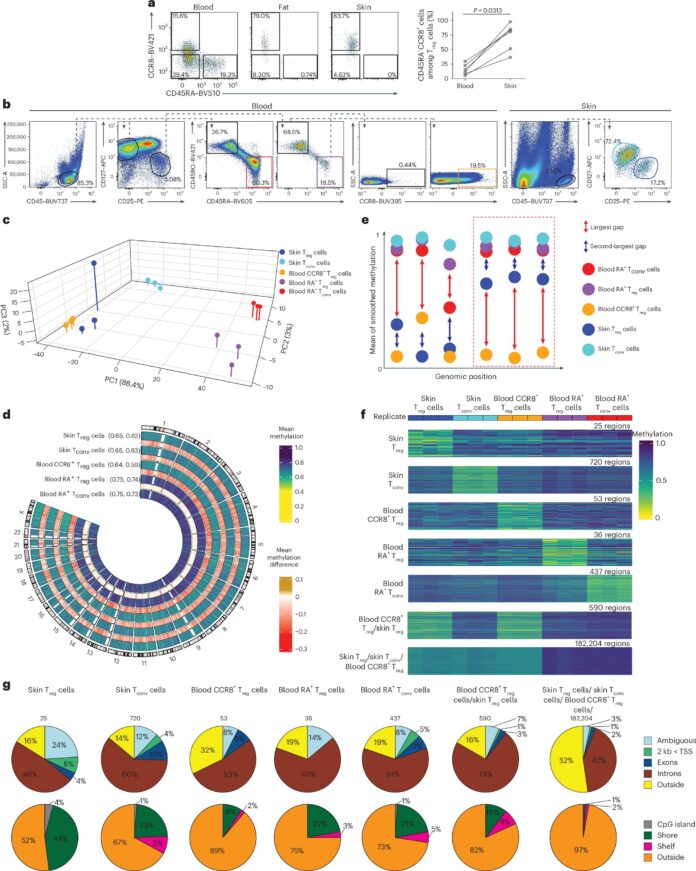 Study-reveals-how-immune-cells-transform-to-aid-tissue-healing.jpg