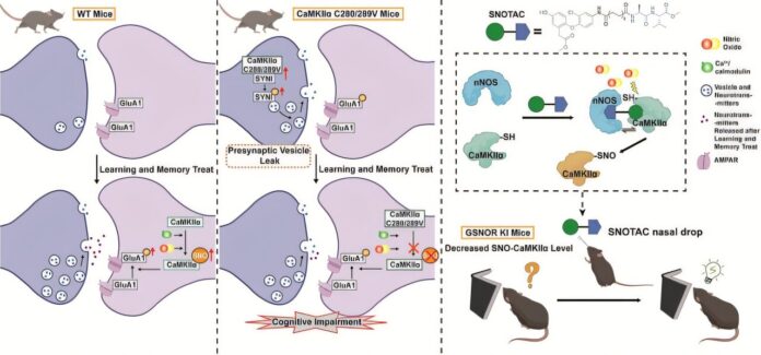 CaMKIIα-redox-mechanism-revealed-as-key-to-learning-and-memory.jpg