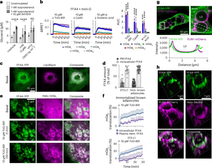 Hidden-receptors-in-fat-cells-reveal-new-sensing-mechanism-for.jpg