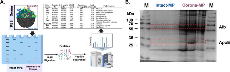 Team discovers hazards of 'protein absorbative microplastics' to brain cell function