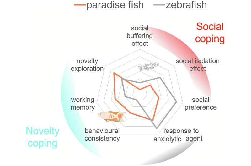 Two fish species, two strategies – a new model to study working memory