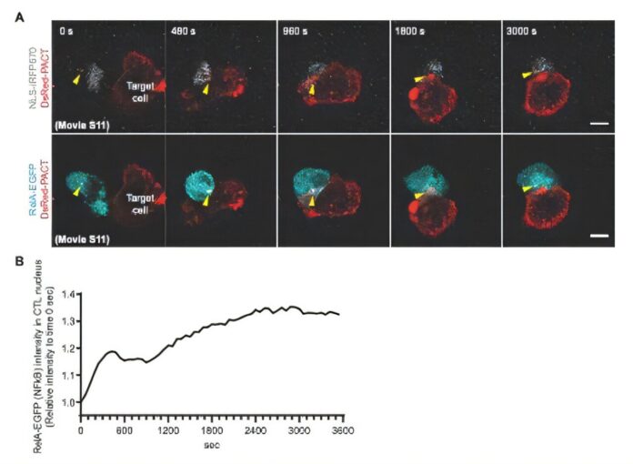 T-cell-nucleus-travels-across-cell-to-boost-infection-fighting-response.jpg