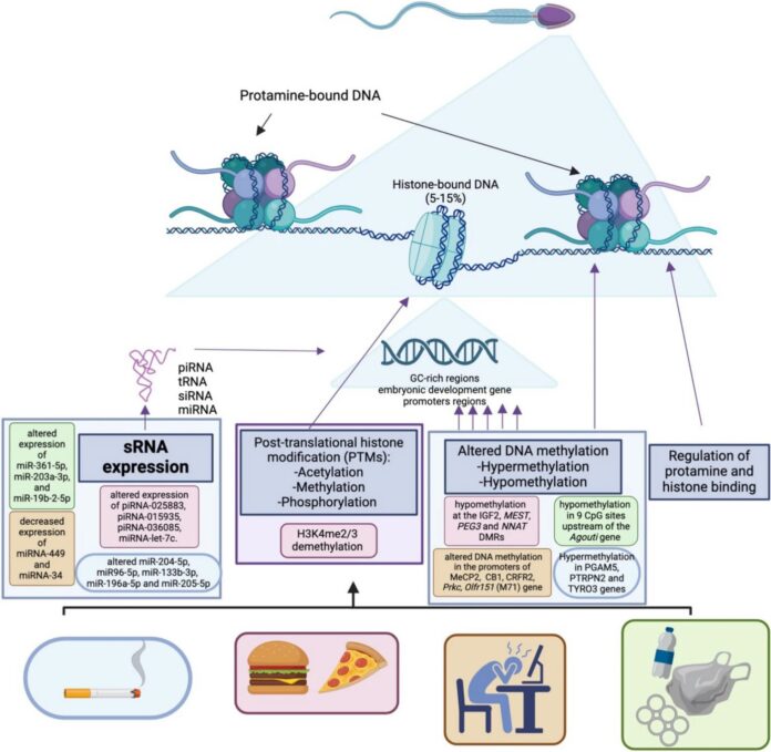 How-lifestyle-and-environment-reshape-the-sperm-epigenome-and-why.jpg
