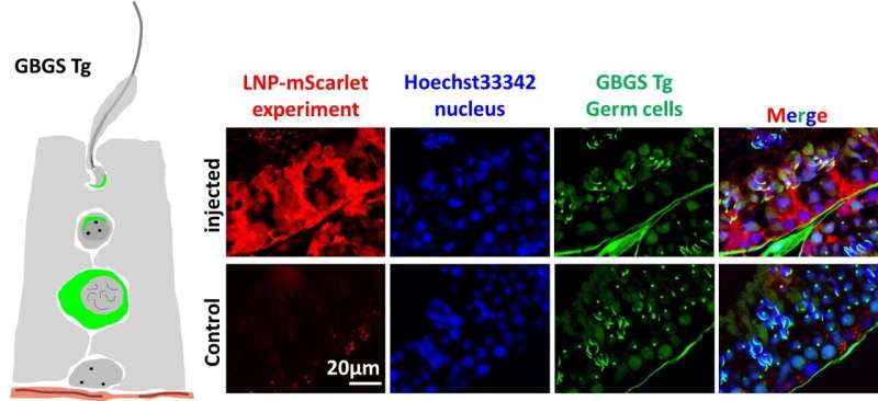 mRNA therapy restores sperm production and fertility in mice