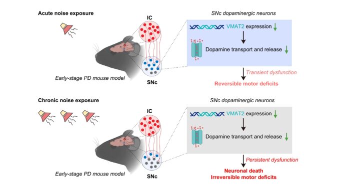 Mouse-model-of-Parkinsons-disease-shows-noise-affects-movement.jpg