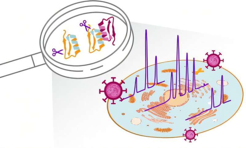 Scientists identify two key targets of common cold virus